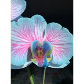 Rare Orchids